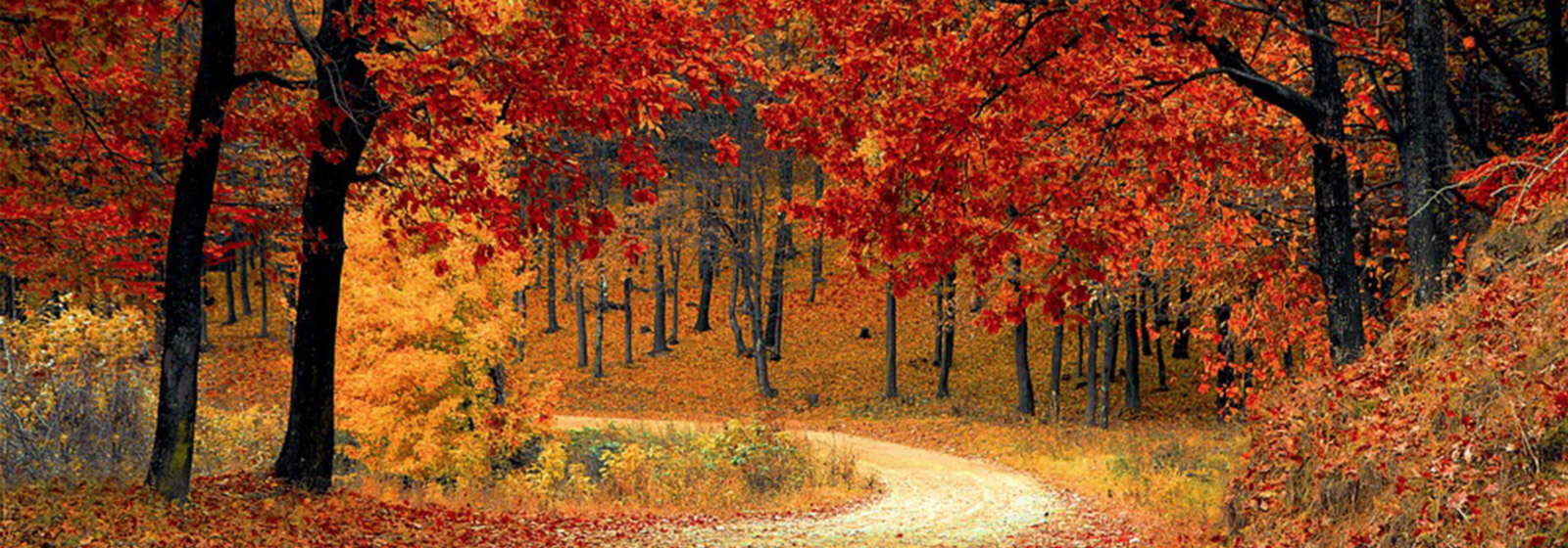 fall 3 image slide