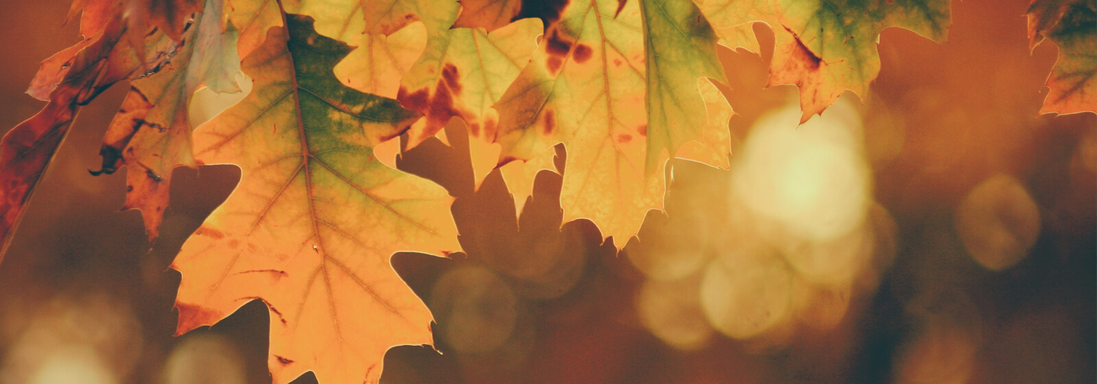 fall 2 image slide