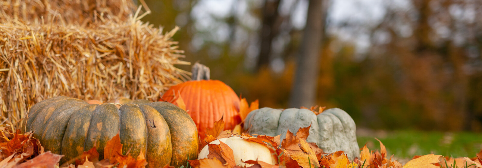 fall 1 image slide